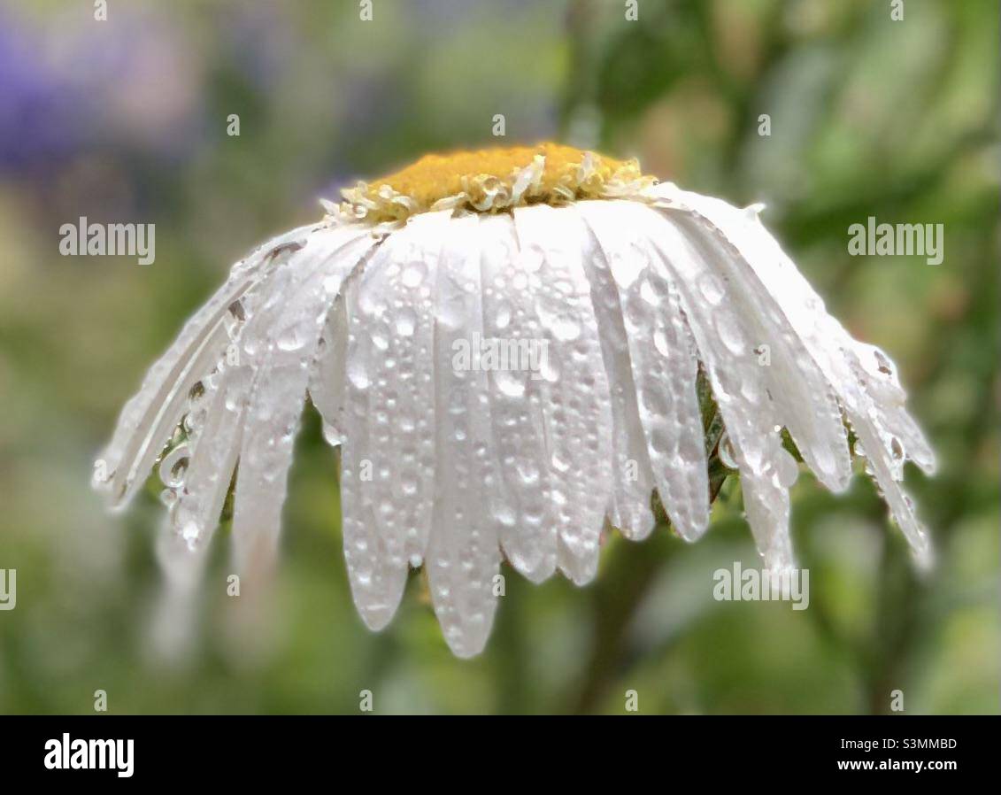 Dew Daisy - Smartphone Captured Stock Image