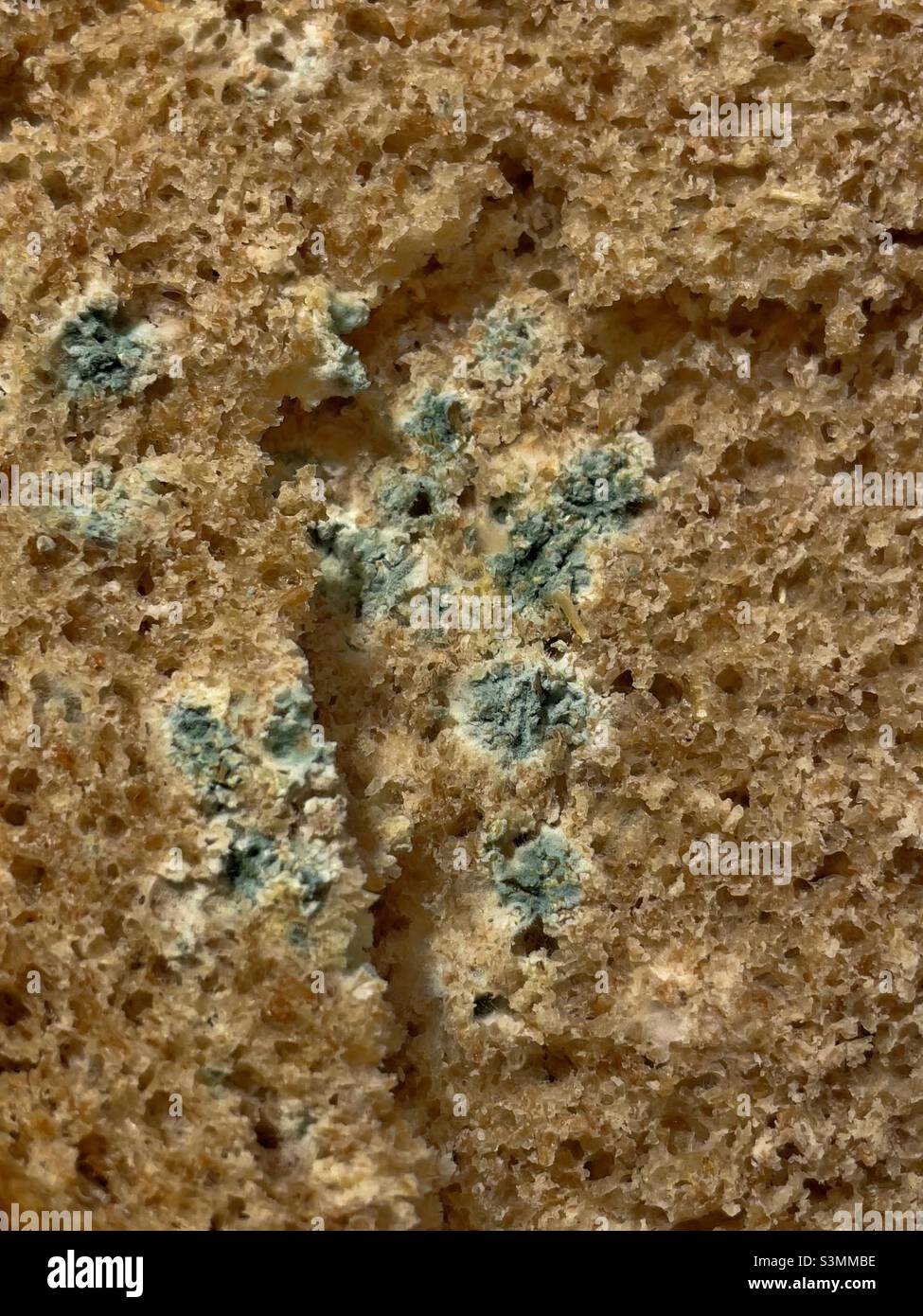 A slice of brown bread exhibiting blue mould in close up Stock Photo