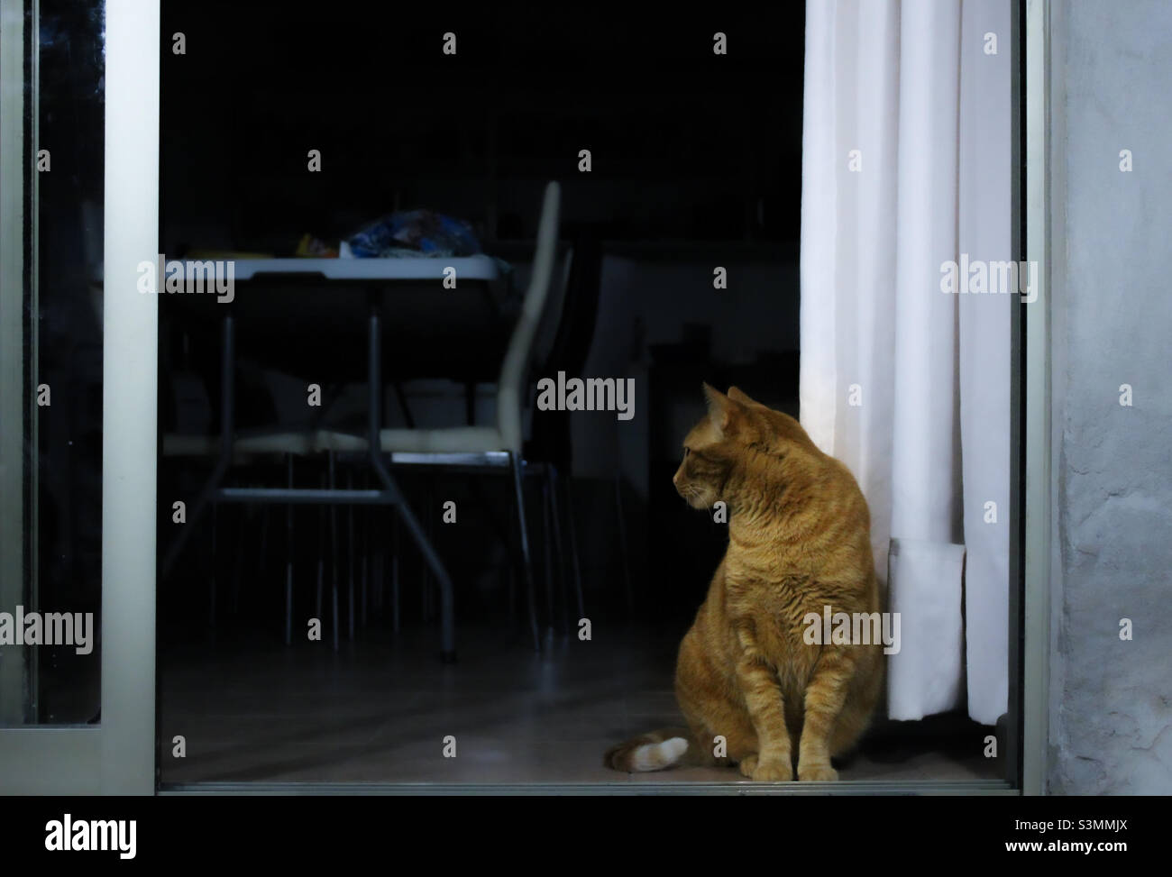 Readhead cat - Smartphone Captured Stock Image