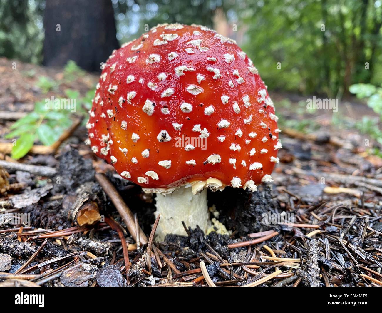 Amanita mushroom Stock Photo