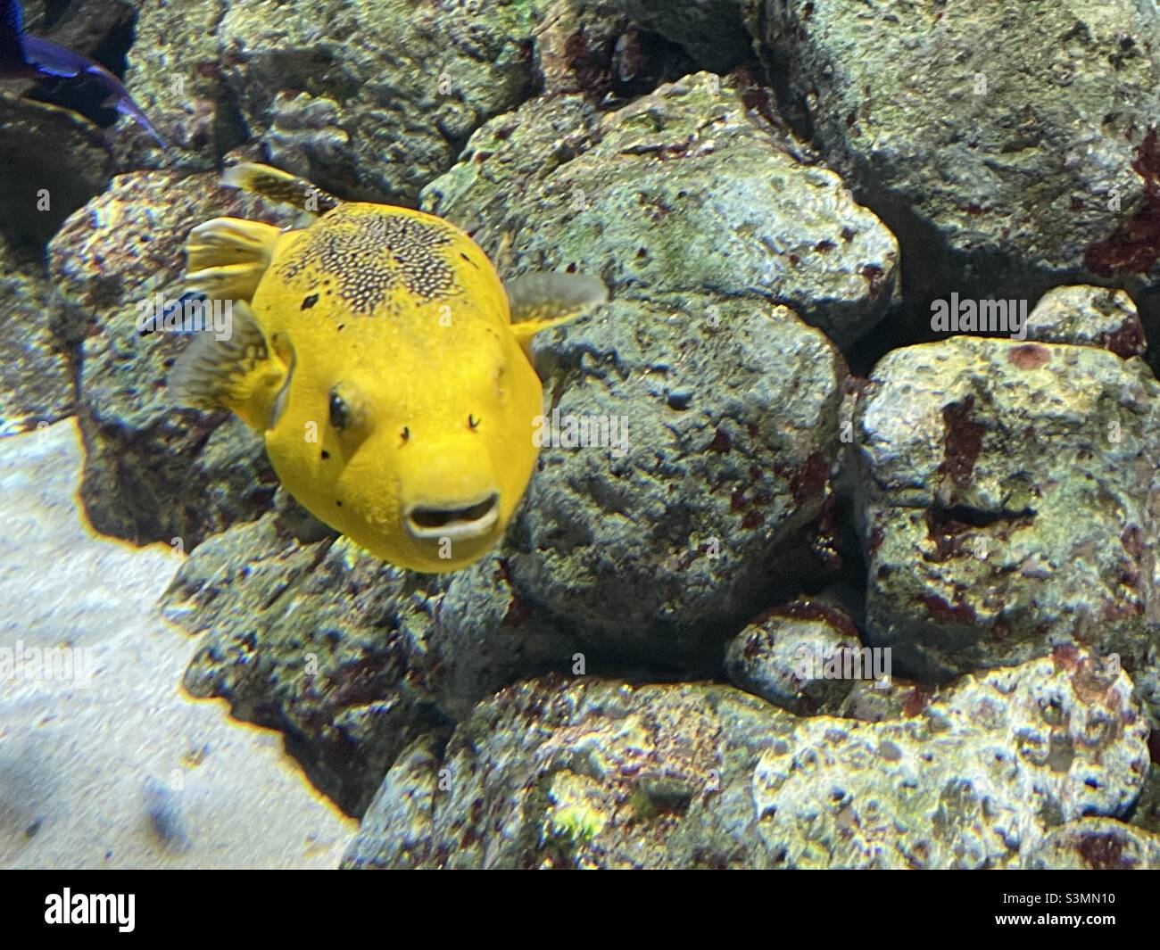 One eyed yellow fish in an aquarium Stock Photo
