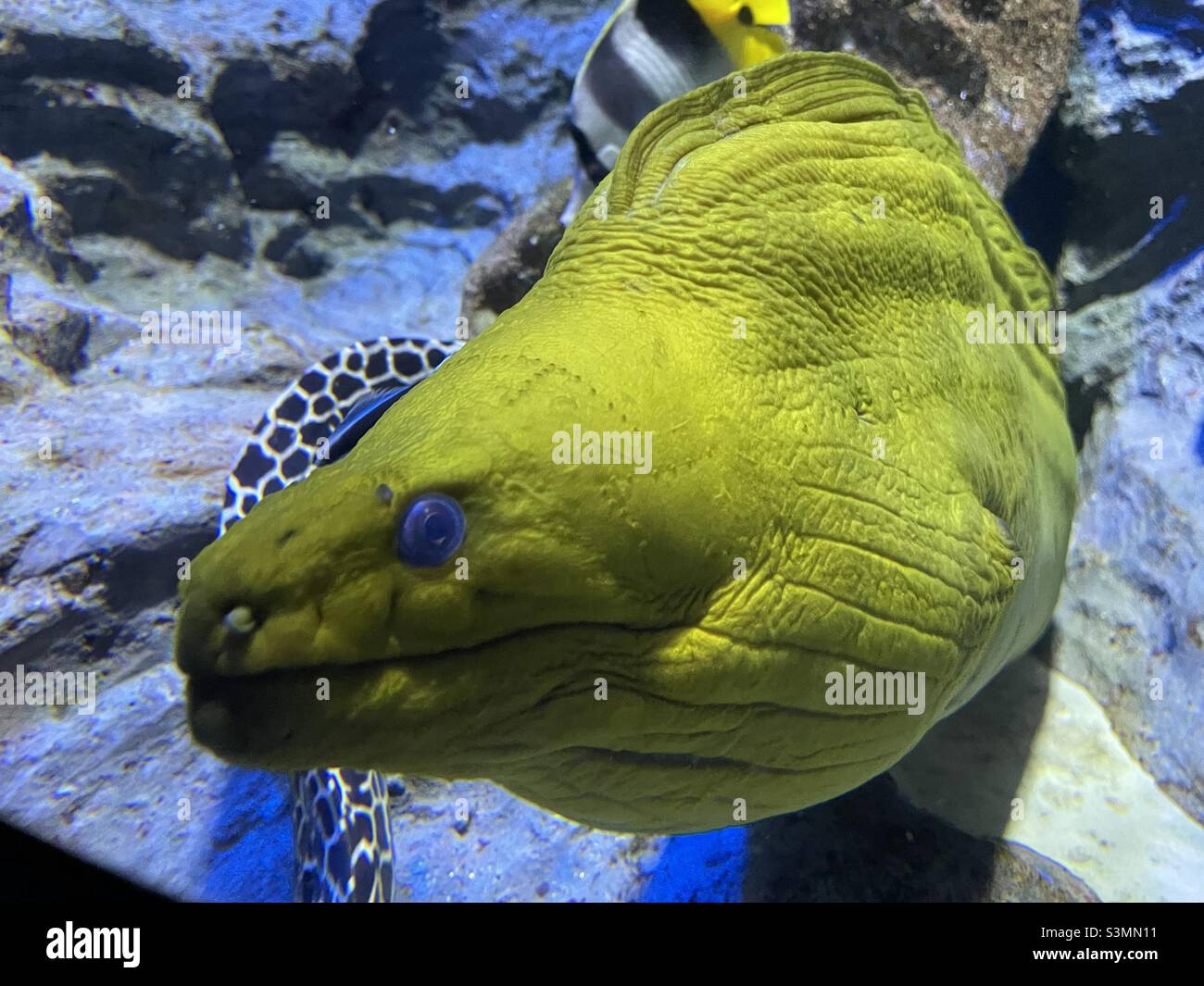 Blue eyed moray eel in salt water aquarium Stock Photo