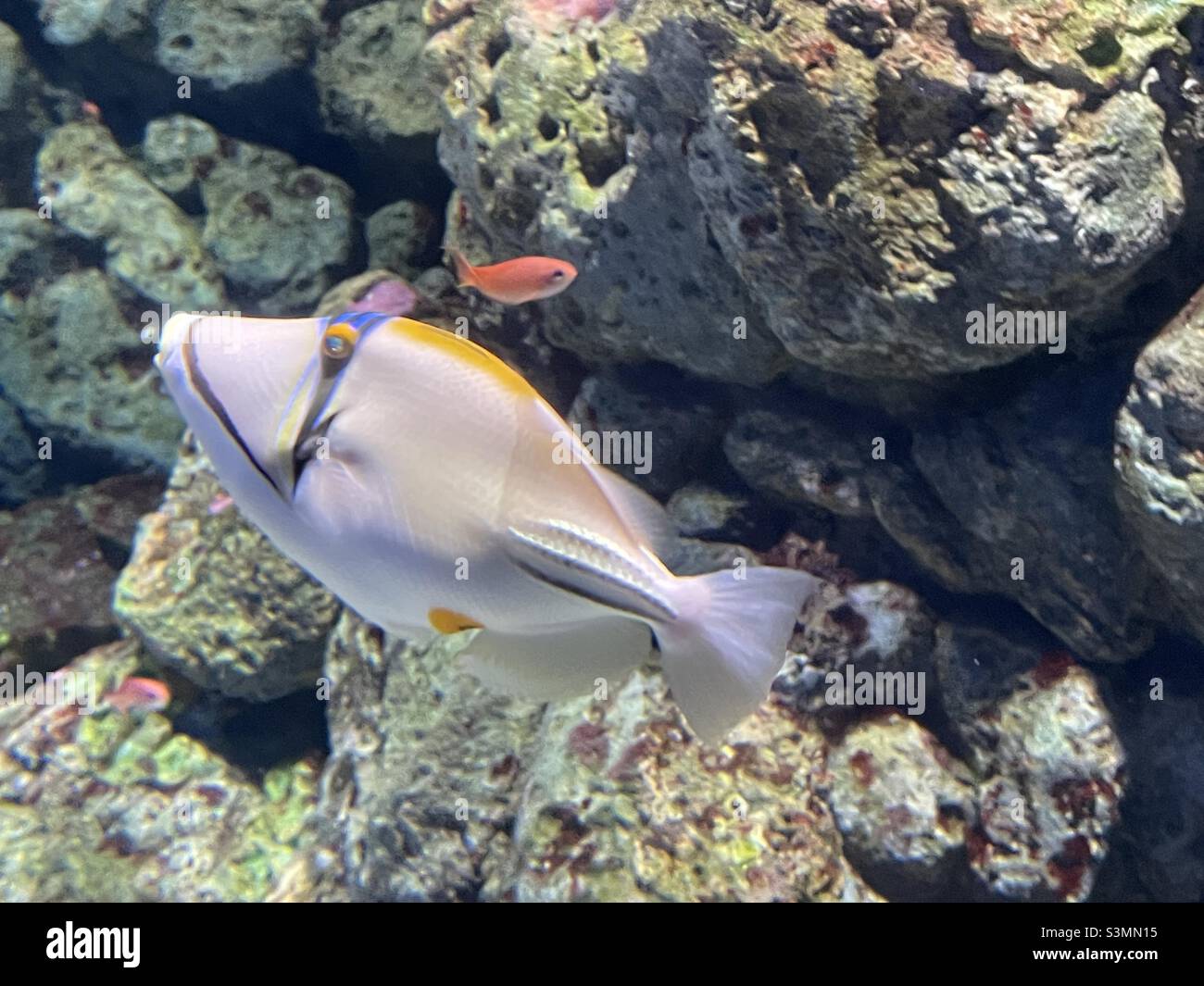 Tang fish in a salt water aquarium Stock Photo