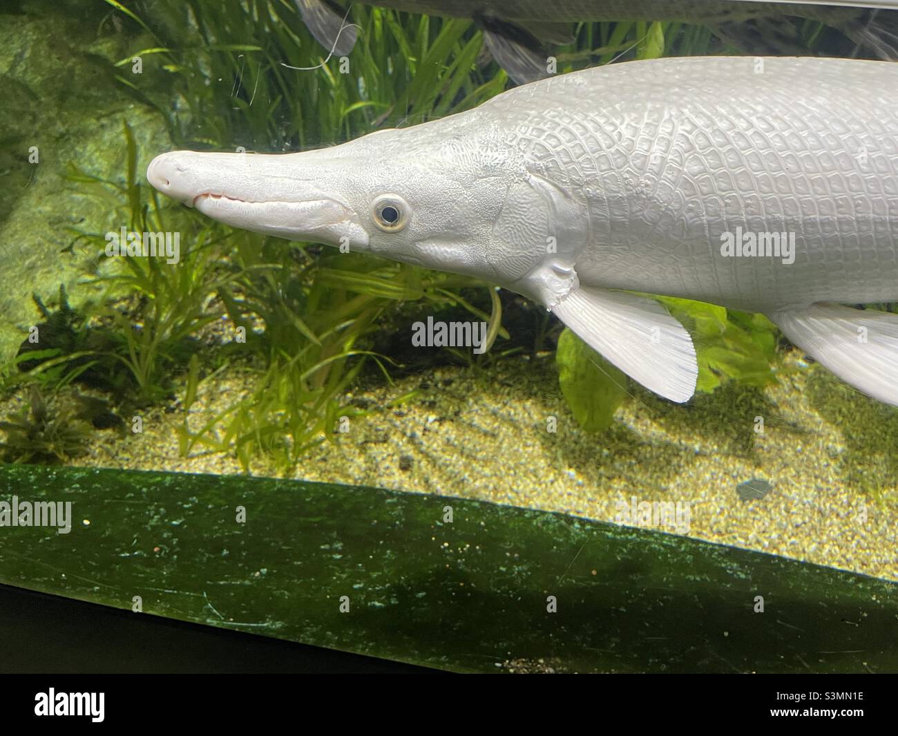 White alligator gar fish Stock Photo