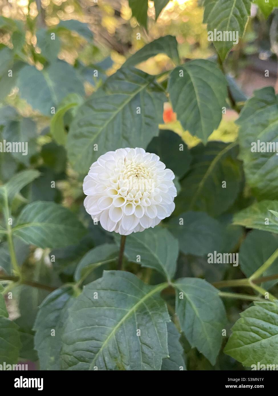 White dahlia bloom against a bed of leaves Stock Photo