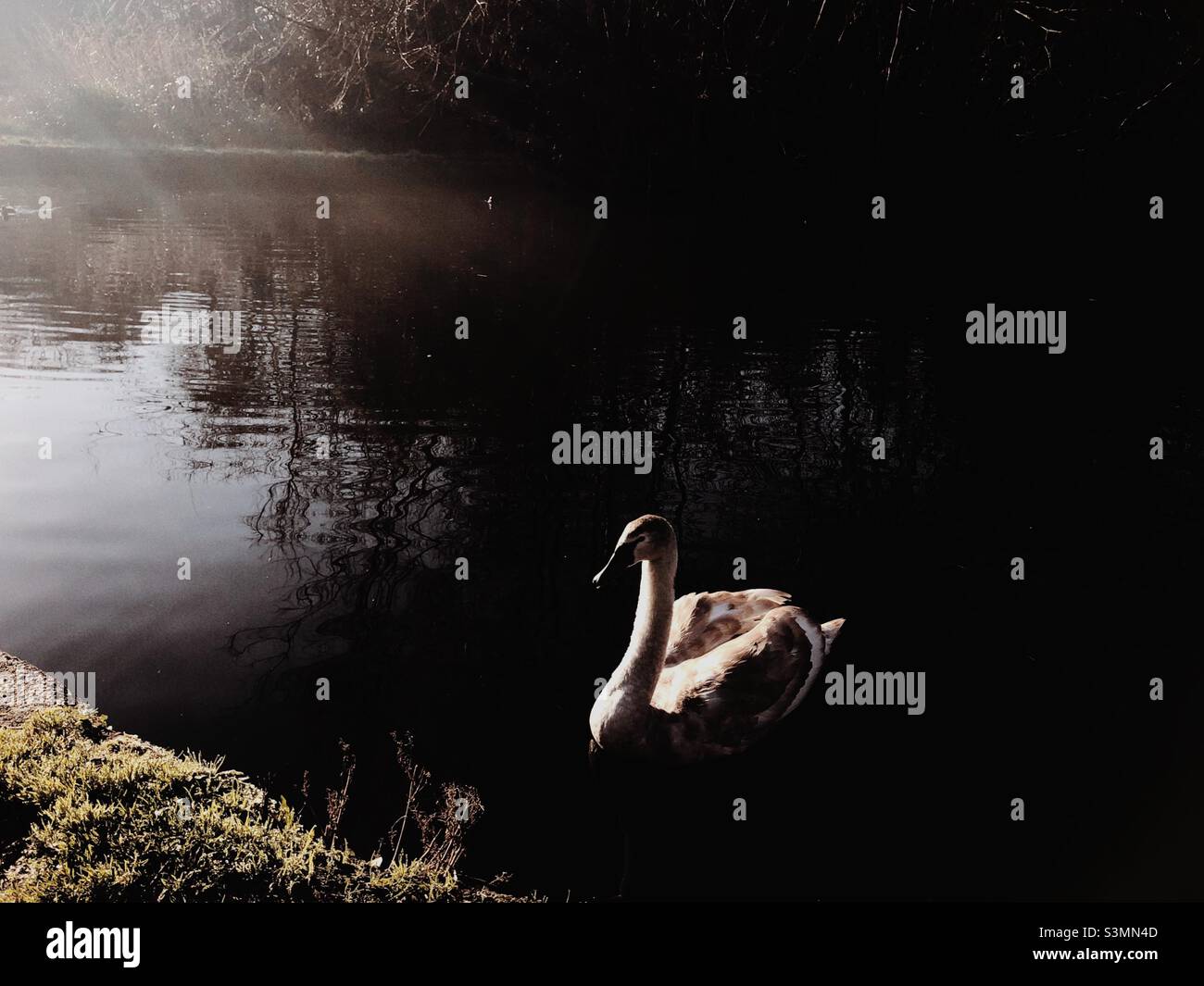 Baby swan swimming in a canal in London Stock Photo - Alamy