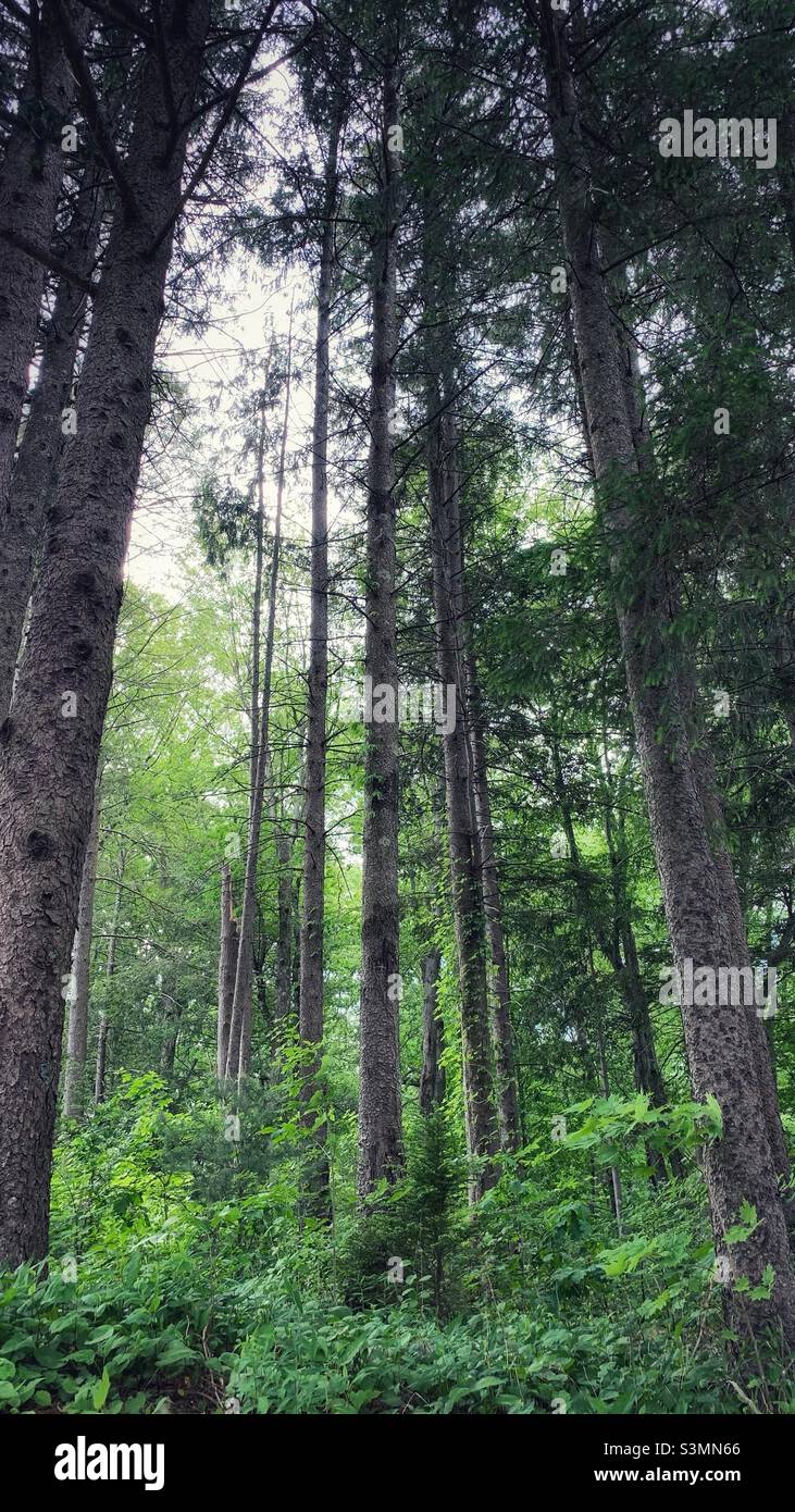 Forest - Smartphone Captured Stock Image