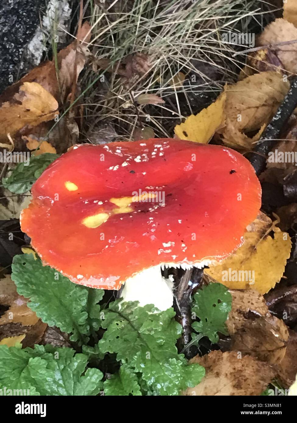 Large red toad stool Stock Photo