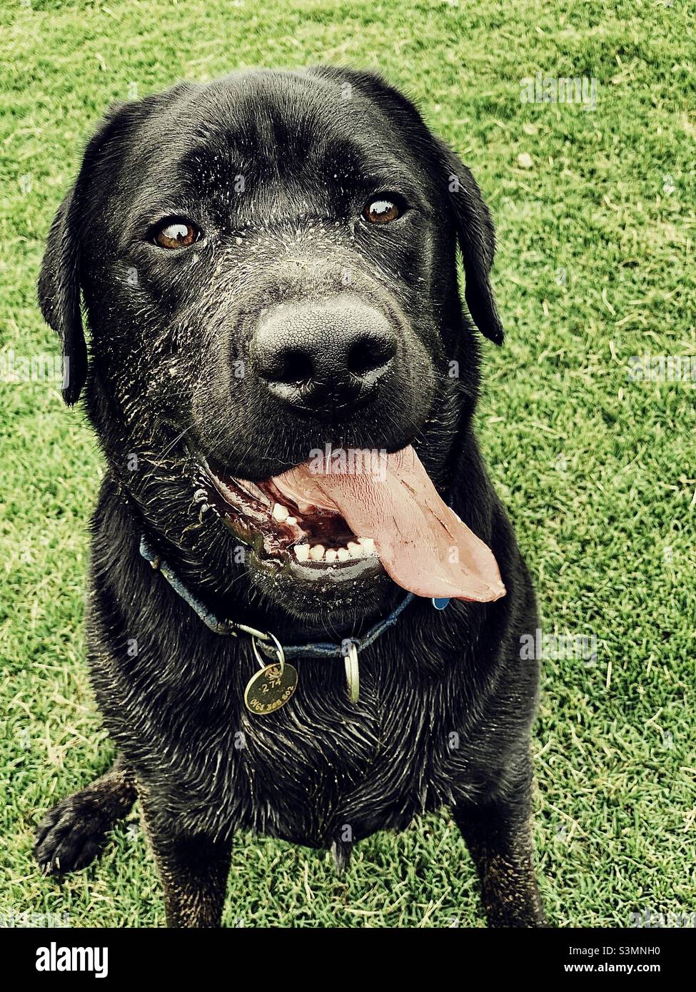 A muddy black Labrador dog, sitting on grass panting with tongue out Stock Photo