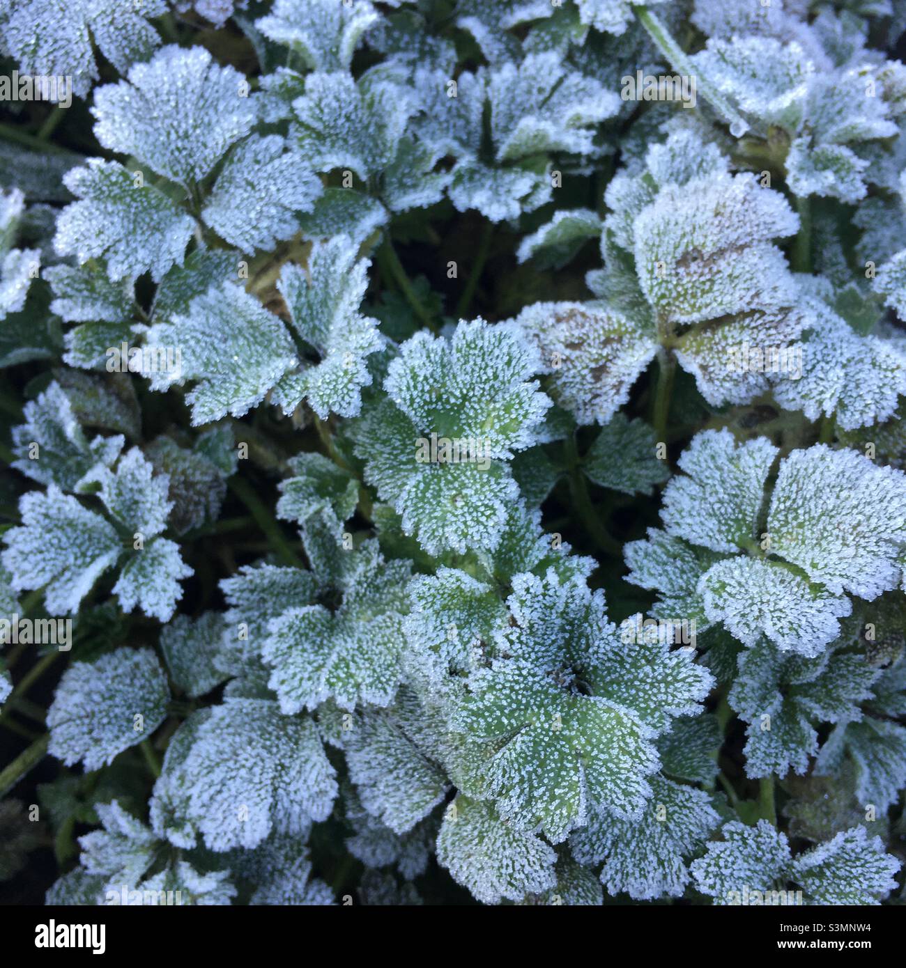 Early morning garden frost on plant leaves winter season nature background Stock Photo