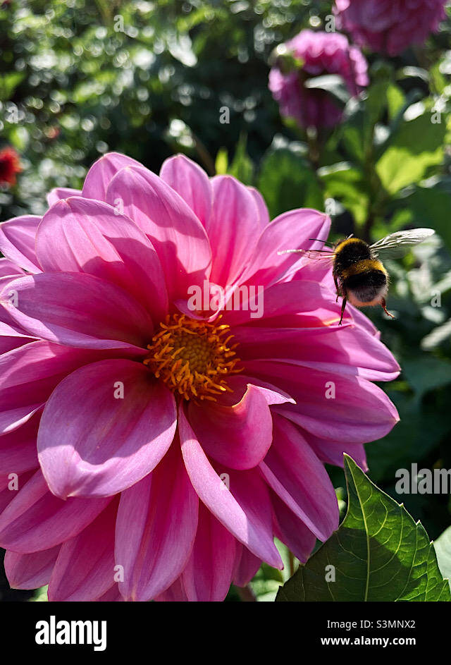 Bumblebee on flower Stock Photo