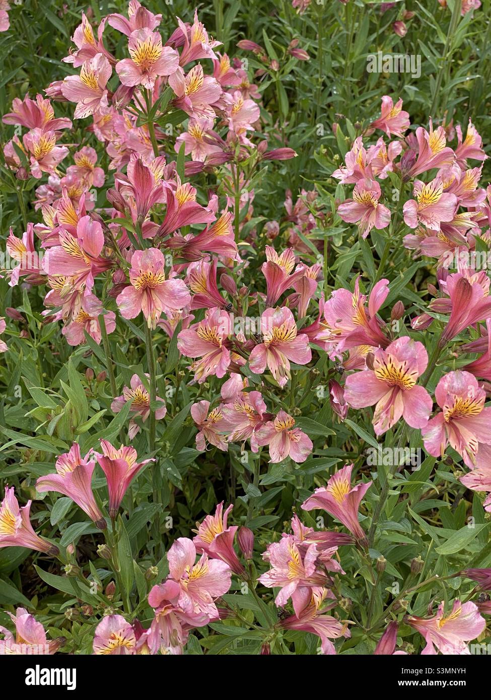 Flowers in the garden at Vergelegen Estate, South Africa. - Smartphone Captured Stock Image