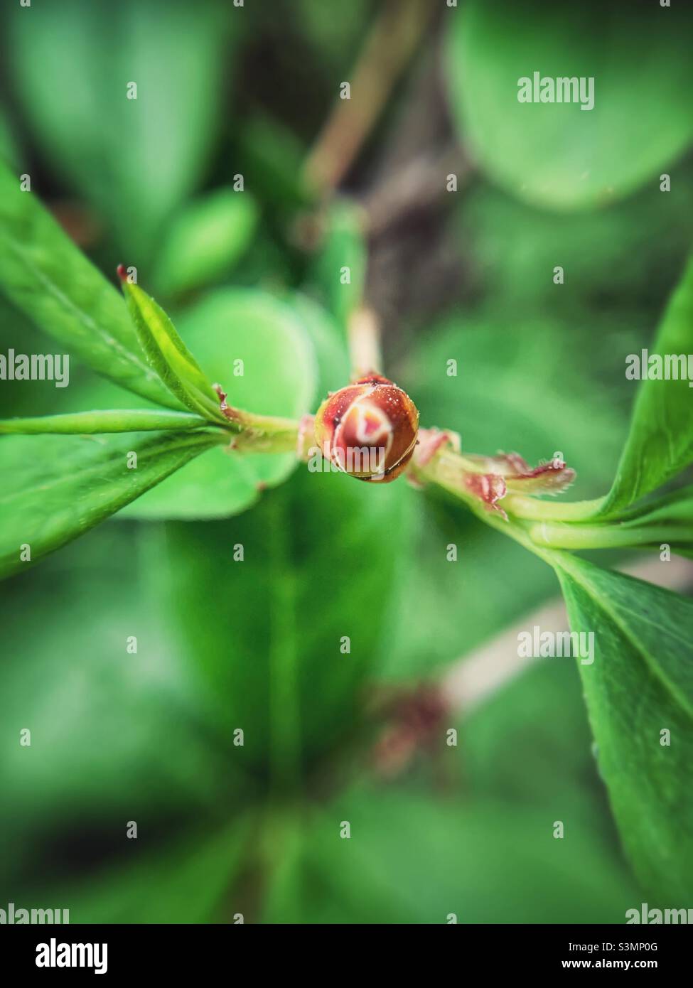 Portrait of Swamp Azalea ready to bloom. - Smartphone Captured Stock Image