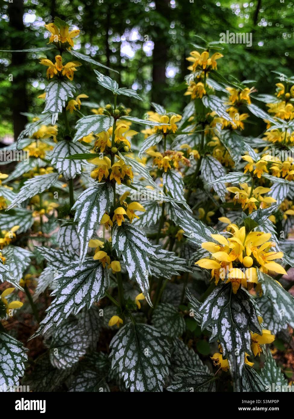 Beautiful flower blossoms of Yellow archangel. - Smartphone Captured Stock Image