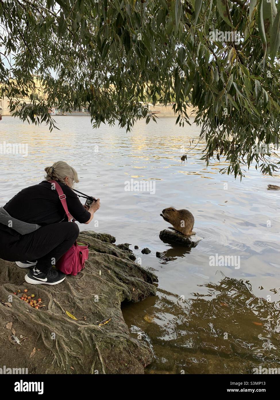 A woman wearing black jogging pants and black sweater with pink crossbody bag making a photo of a beaver which is sitting on a stone at a bank of Vltava, Prague looking to the woman. Water surface Stock Photo