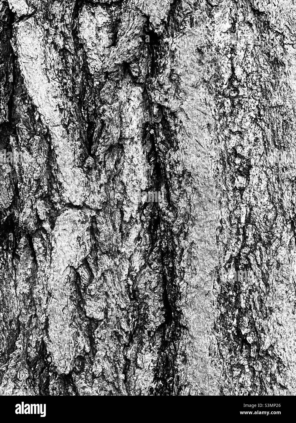 Tree trunk as background Black and White Stock Photos & Images - Alamy