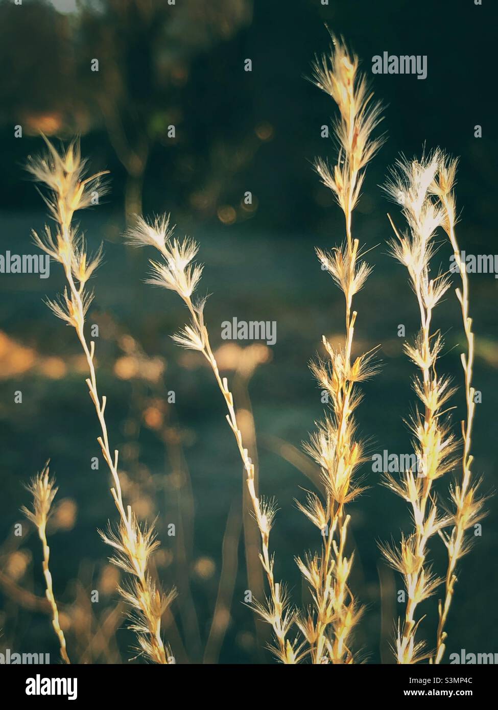 Tips of tall prairie grasses golden in sunlight. - Smartphone Captured Stock Image