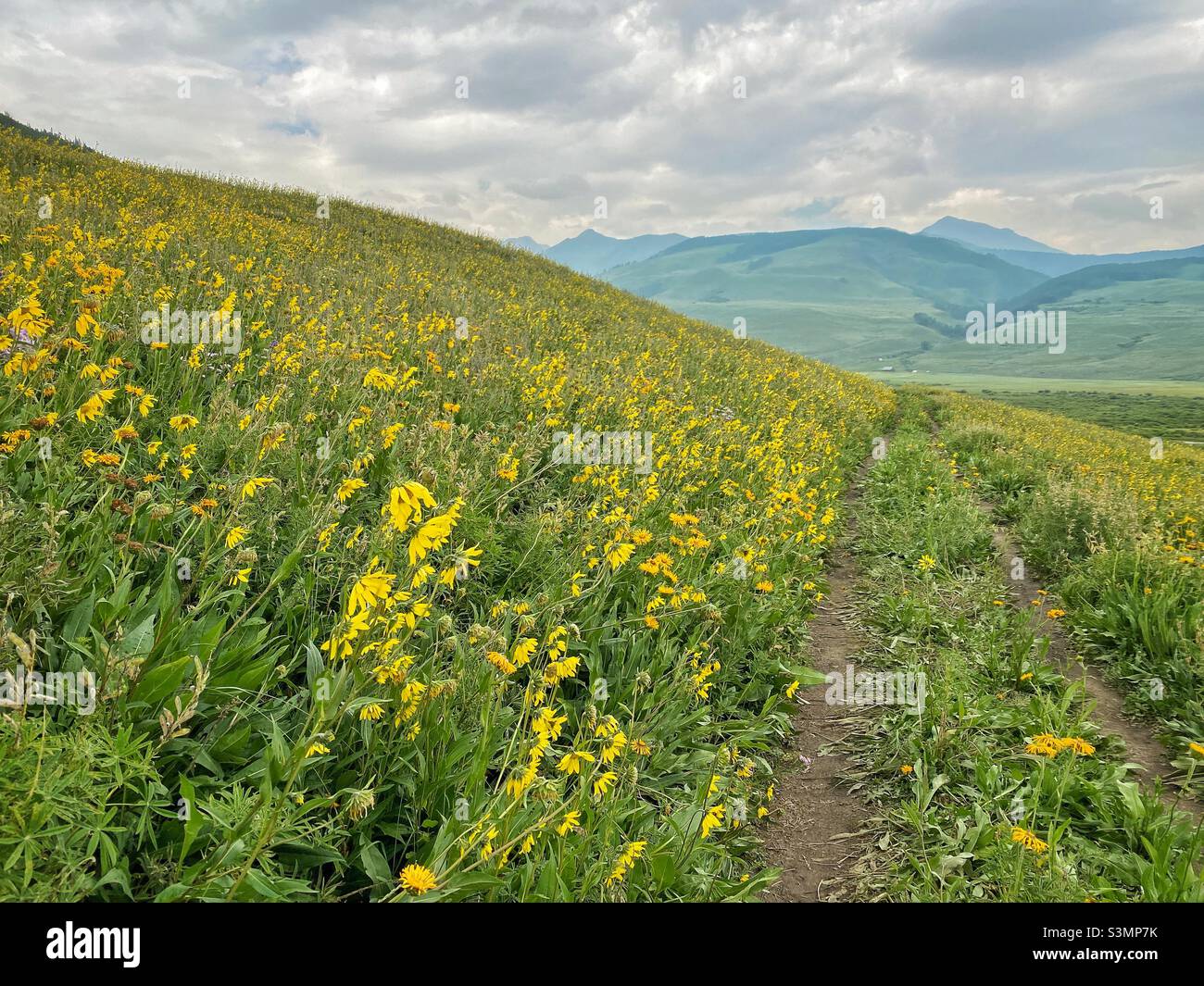 Hiking trail with a field full of wild yellow sunflowers on a summer day in the Colorado Rocky Mountains, USA. - Smartphone Captured Stock Image