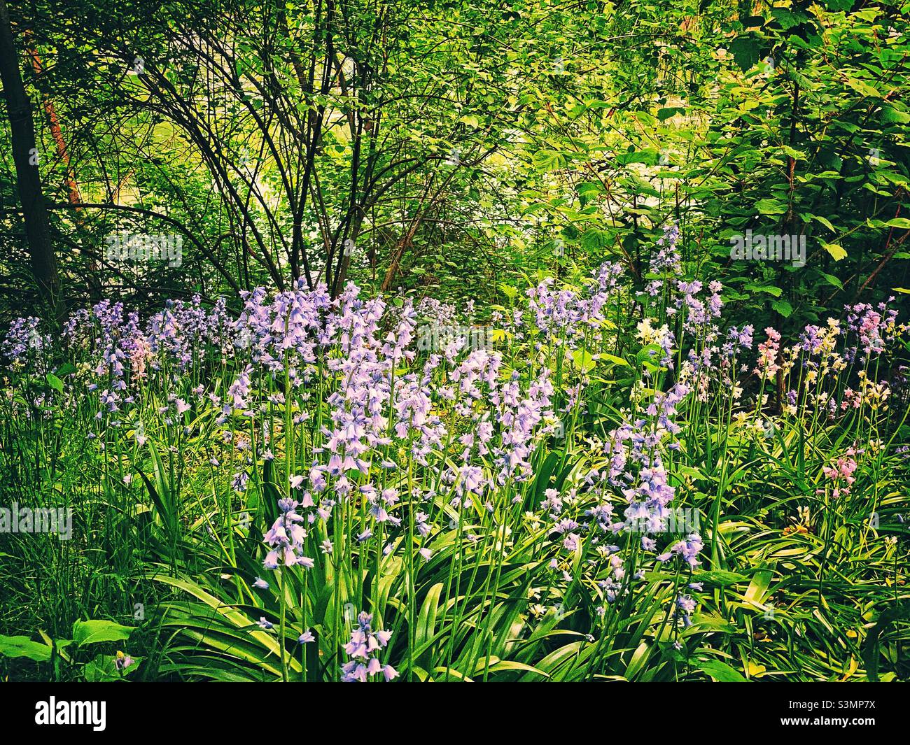 Gorgeous flower blossoms of spanish bluebell. - Smartphone Captured Stock Image