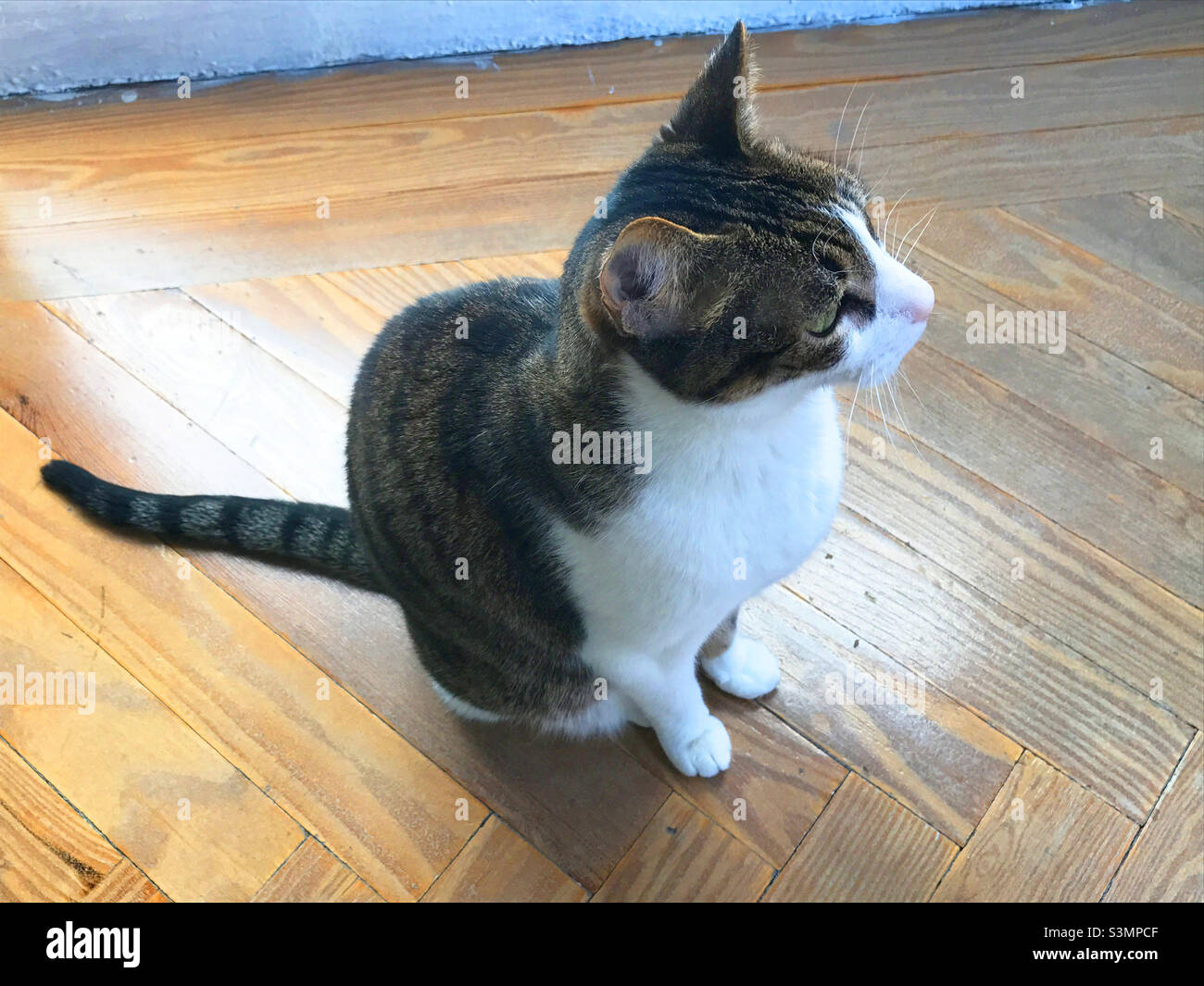 Tabby and white cat sitting - Smartphone Captured Stock Image