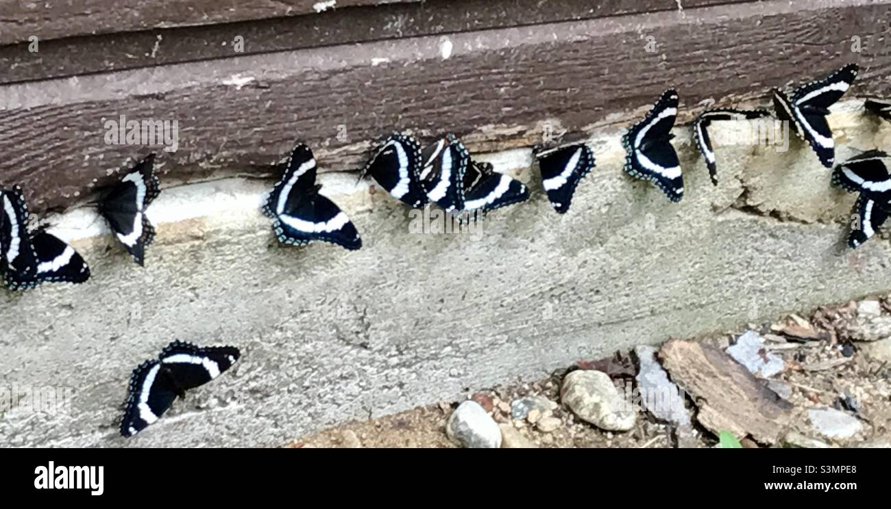 I found this group of moths gathered on a cabin in the woods during a hike in Mont Tremblant National Park. - Smartphone Captured Stock Image