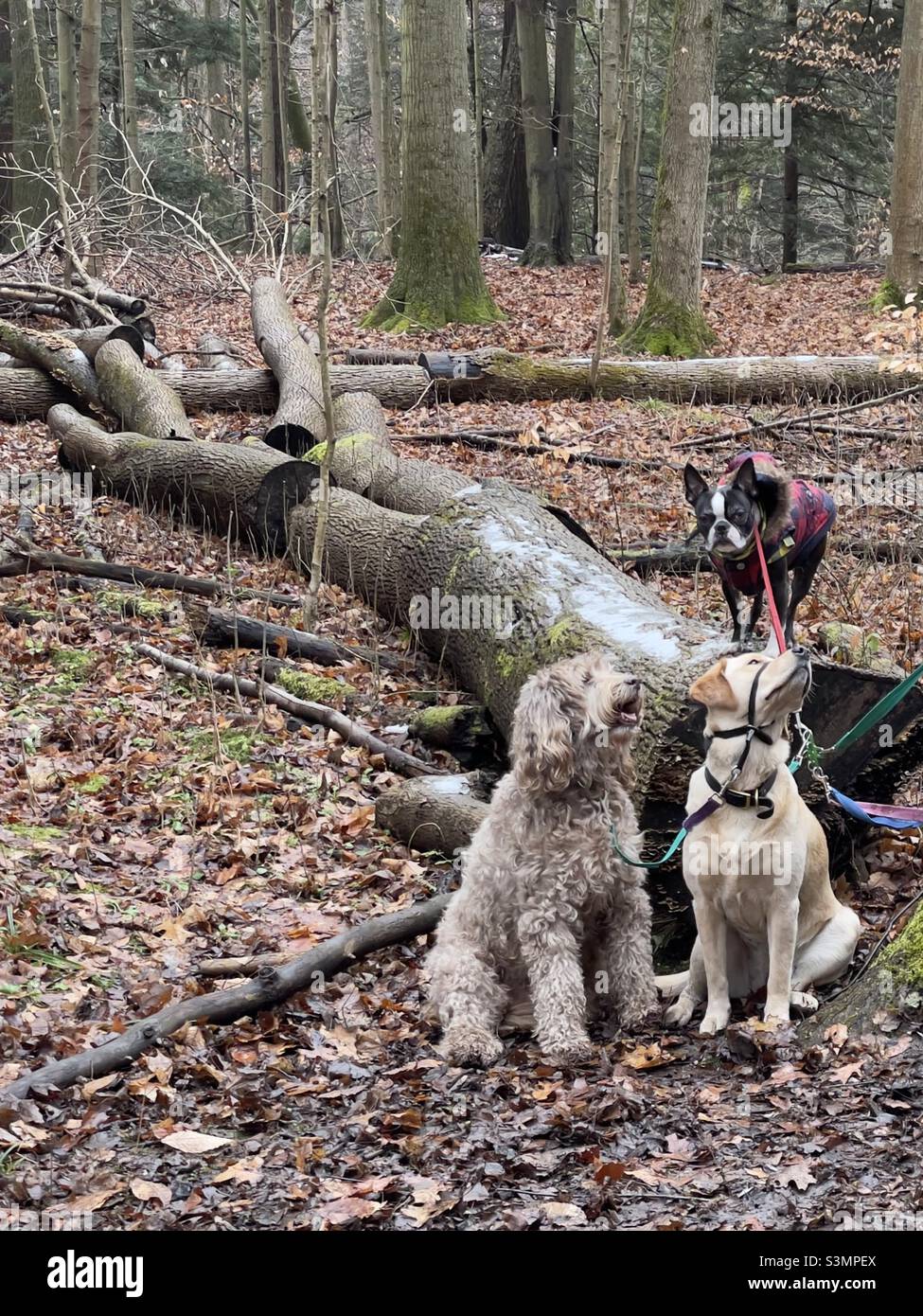 Dogs on a winter hike, waiting for a snack - Smartphone Captured Stock Image