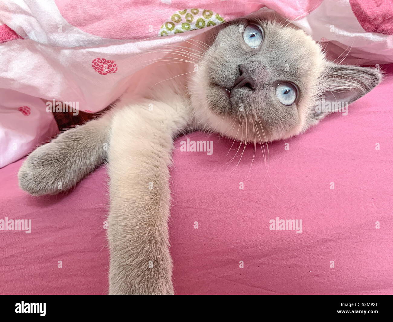 British short haired cat kitten Stock Photo Alamy