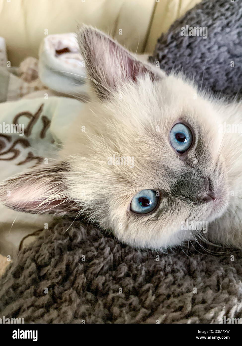 British short haired cat kitten - Smartphone Captured Stock Image