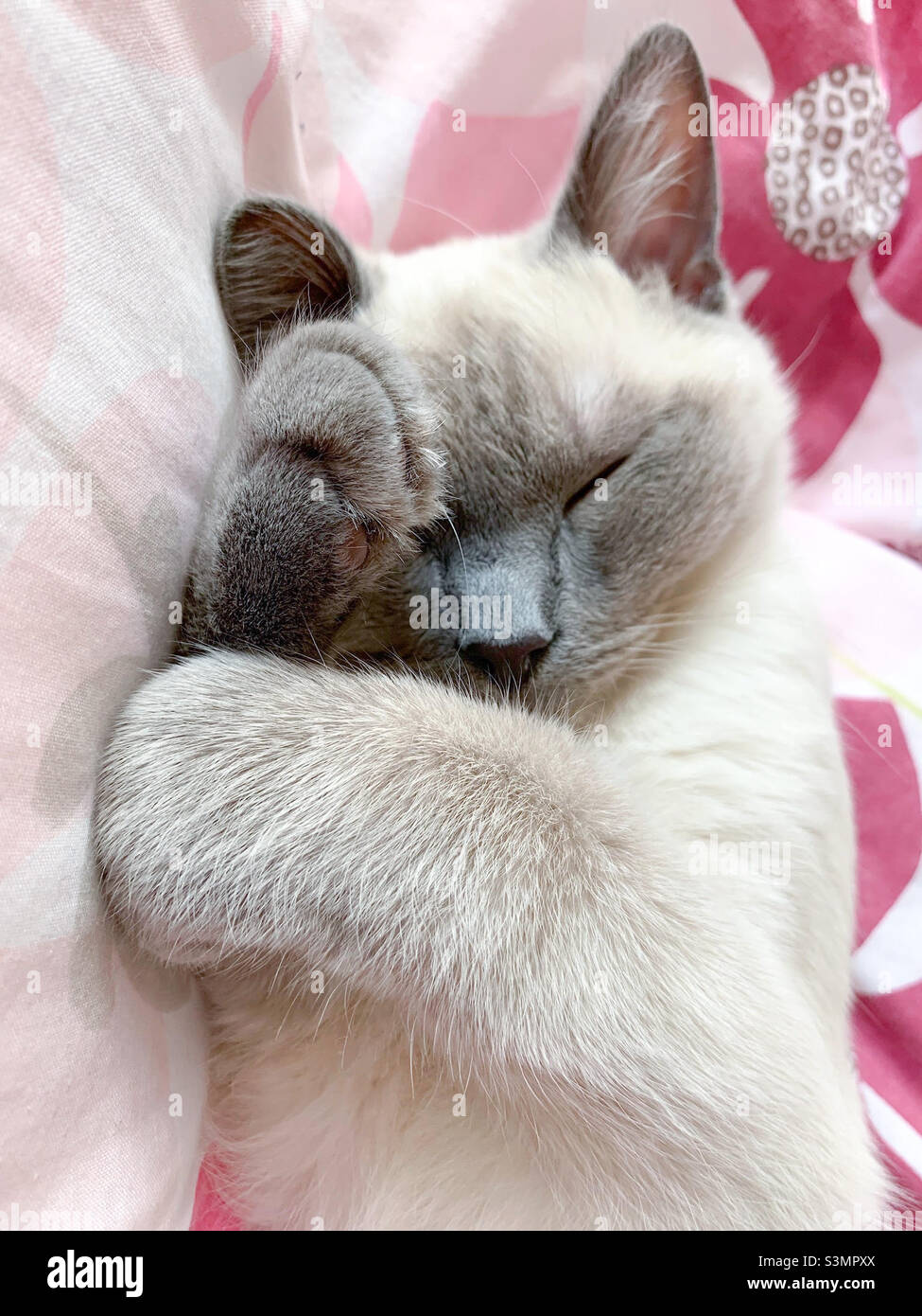 British short haired cat kitten asleep - Smartphone Captured Stock Image