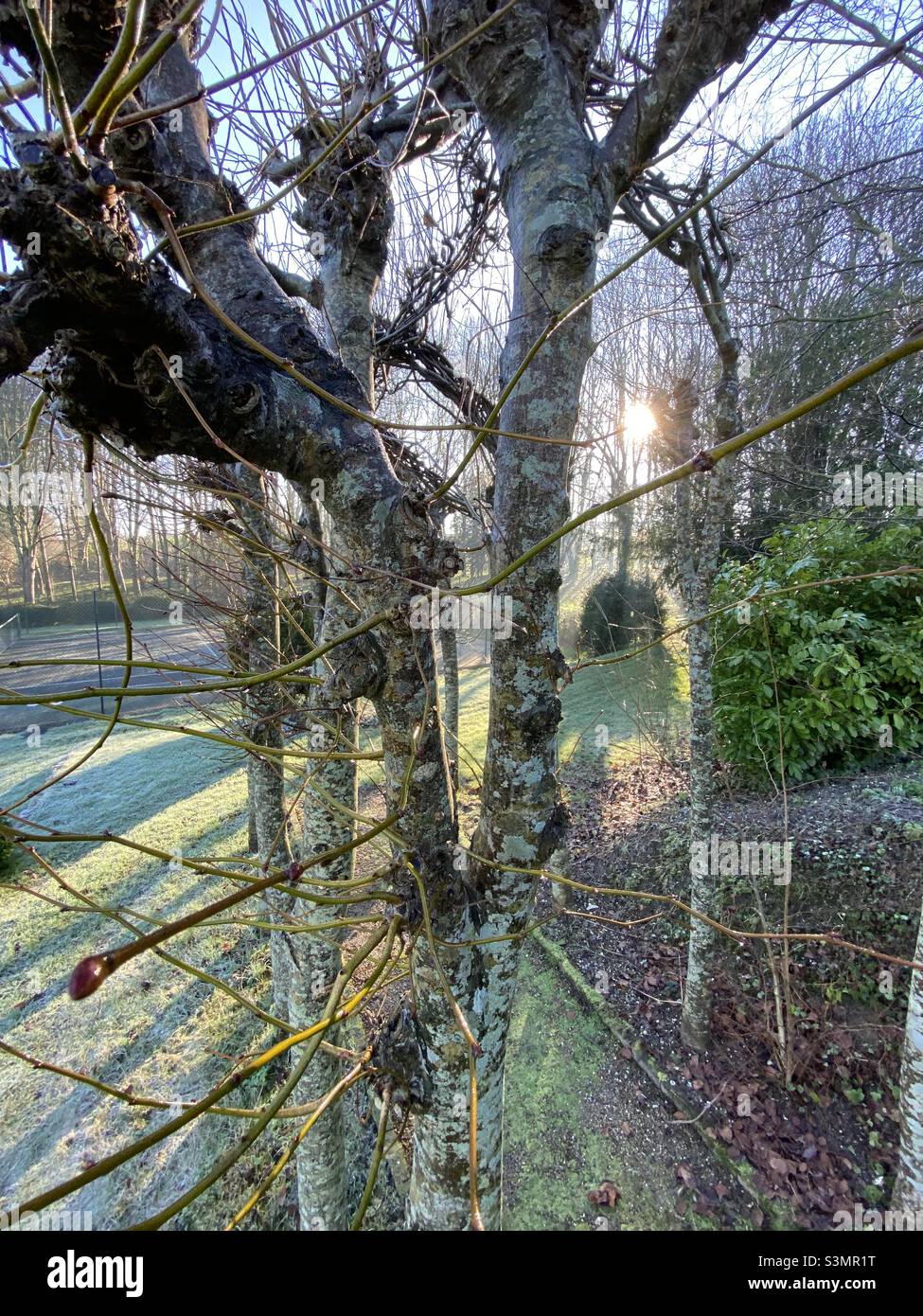 Lime tree walk in need of winter pruning with woodland backdrop backlit but winter sunshine Stock Photo