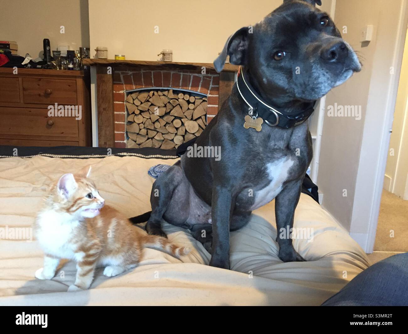 Who said dogs and cat don’t get on Stock Photo Alamy