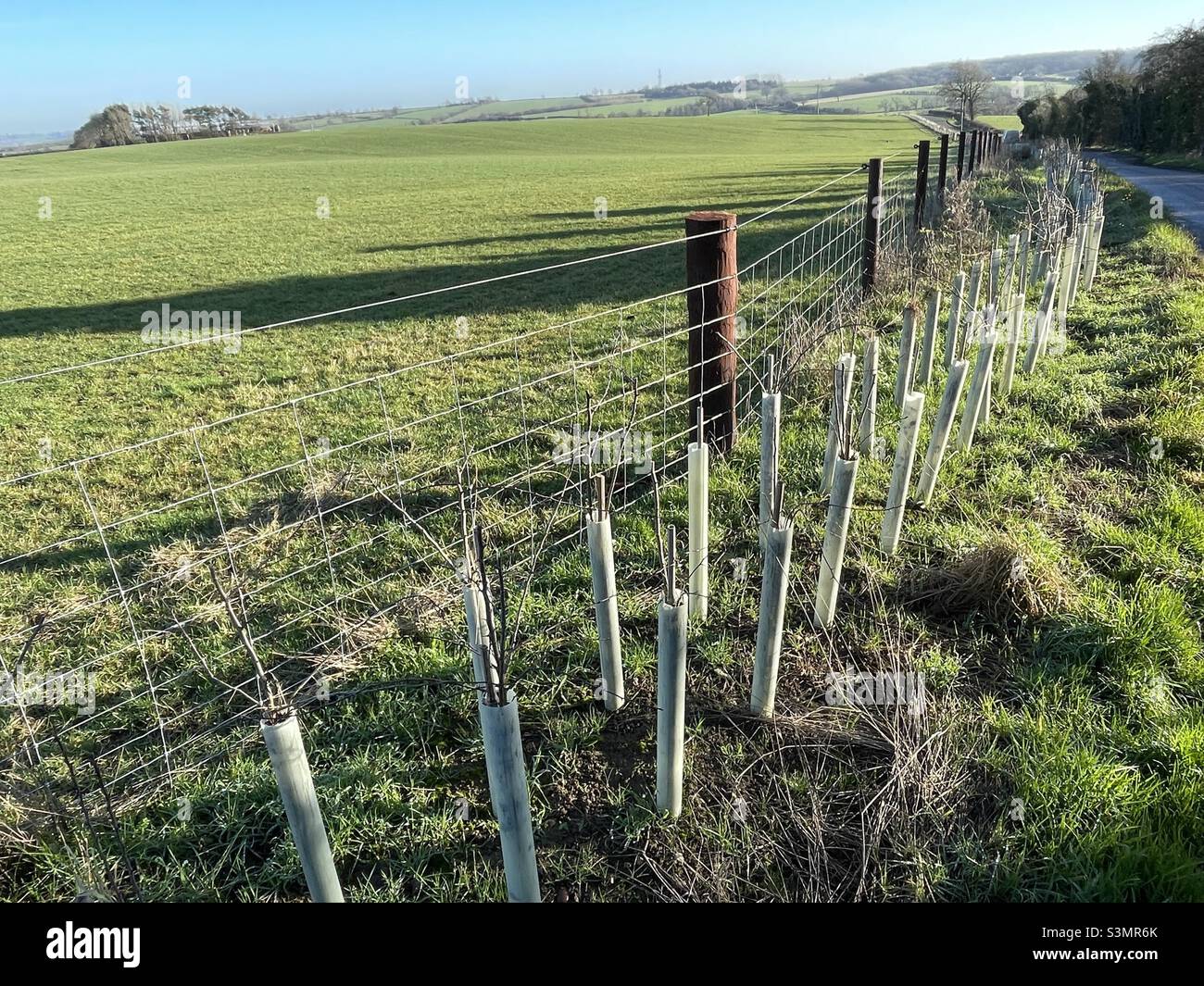 A newly planted hedge row in winter sunshine near Cold Overton in Leicestershire Stock Photo