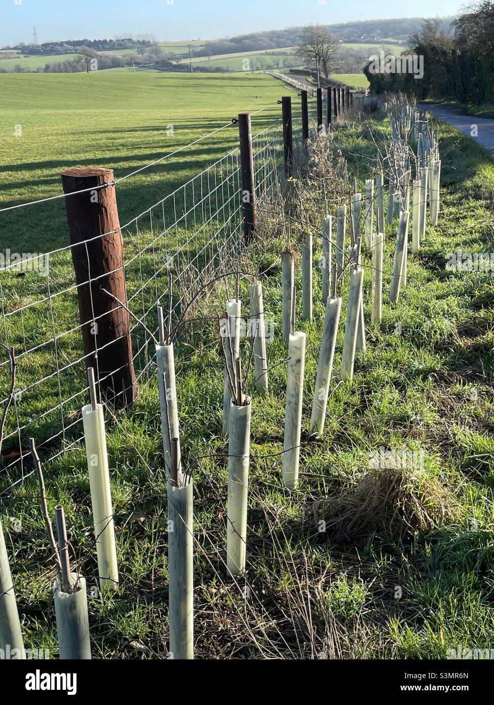 A newly planted hedge row near Cold Overton in Leicestershire in winter sunshine - Smartphone Captured Stock Image