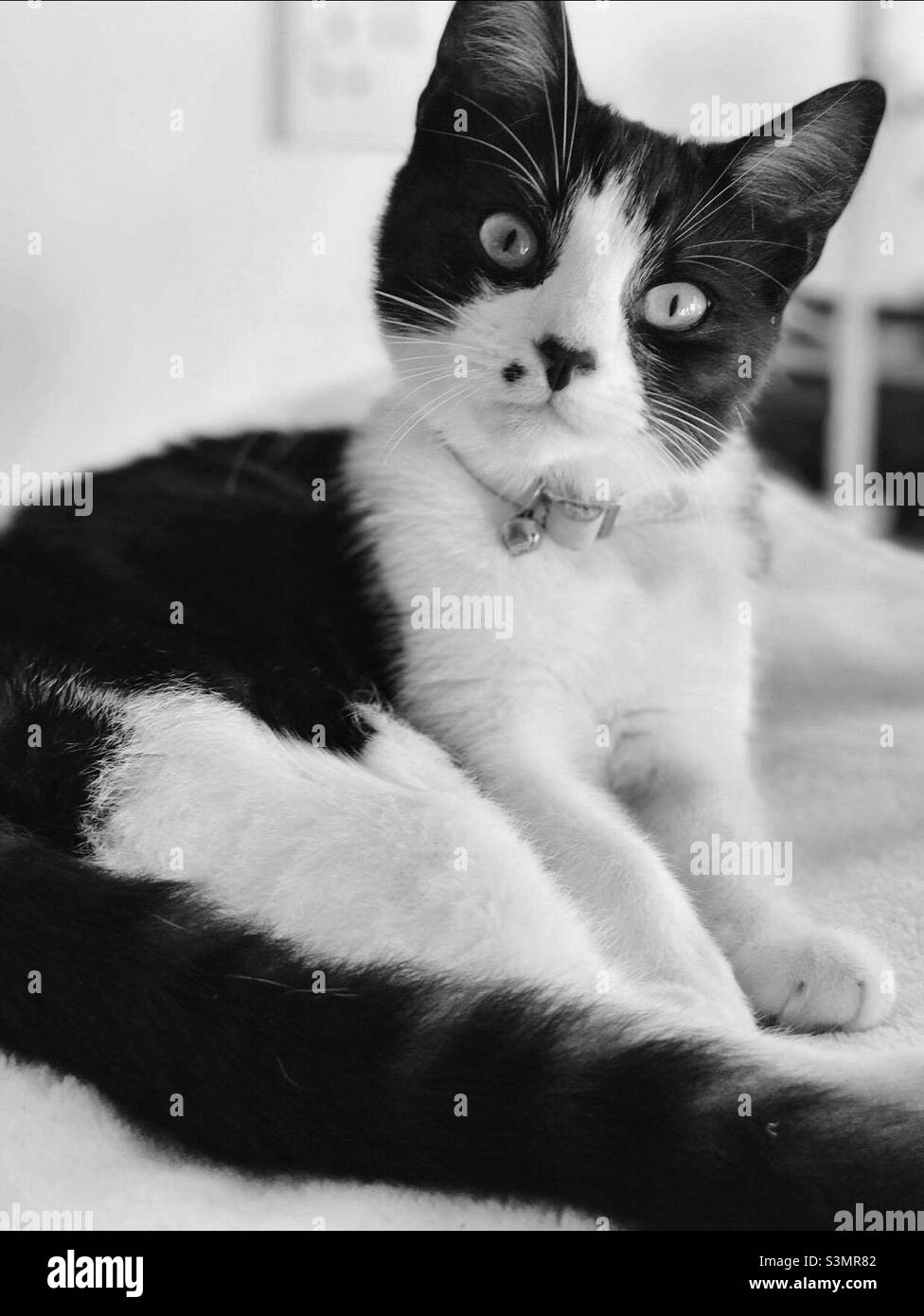 Black And White Kitten Black And White Stock Photos Images Alamy