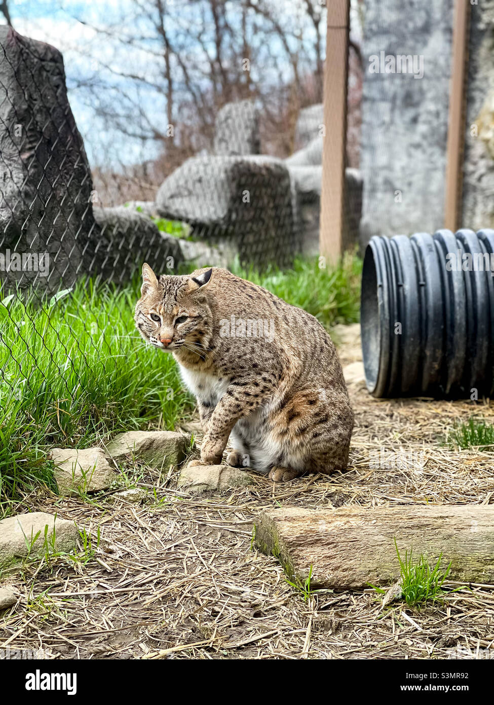 A bobcat on the prowl Stock Photo