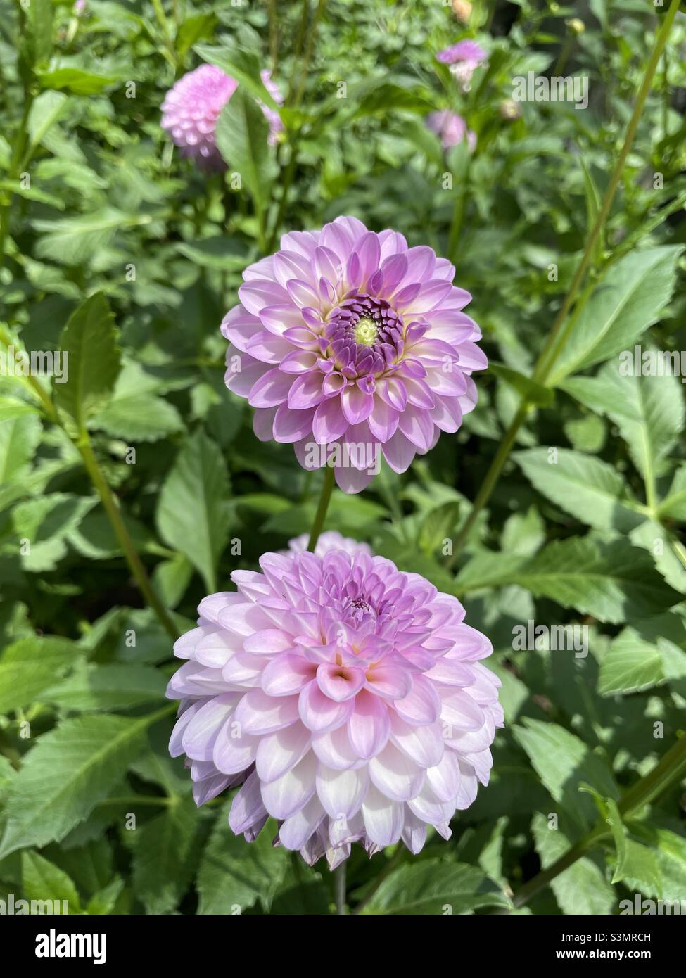 Purple Dahlia Bloom High Resolution Stock Photography and Images - Alamy