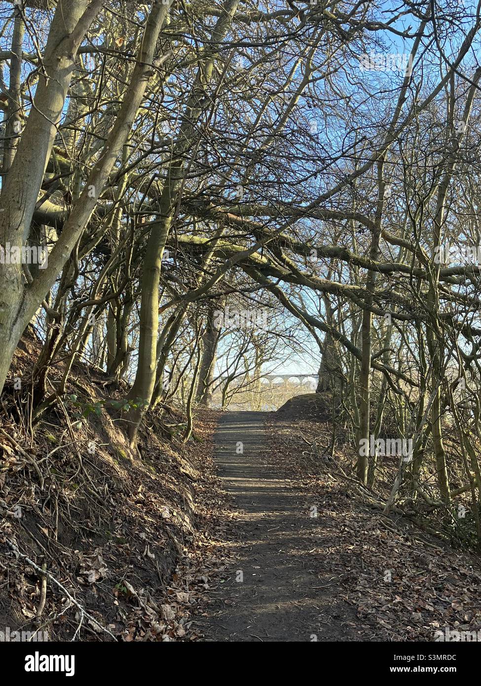 Tree blown over by storm Arwen in Northumberland Stock Photo Alamy