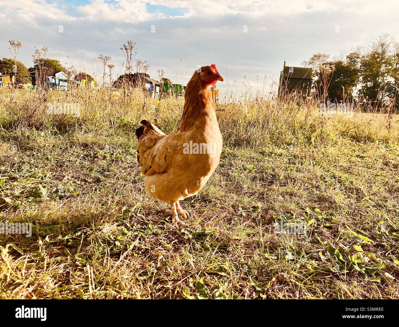 Solo chicken hi-res stock photography and images - Alamy