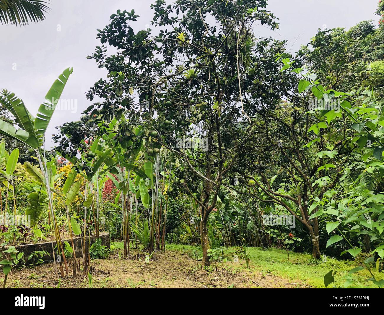 Tree setting hi-res stock photography and images - Alamy