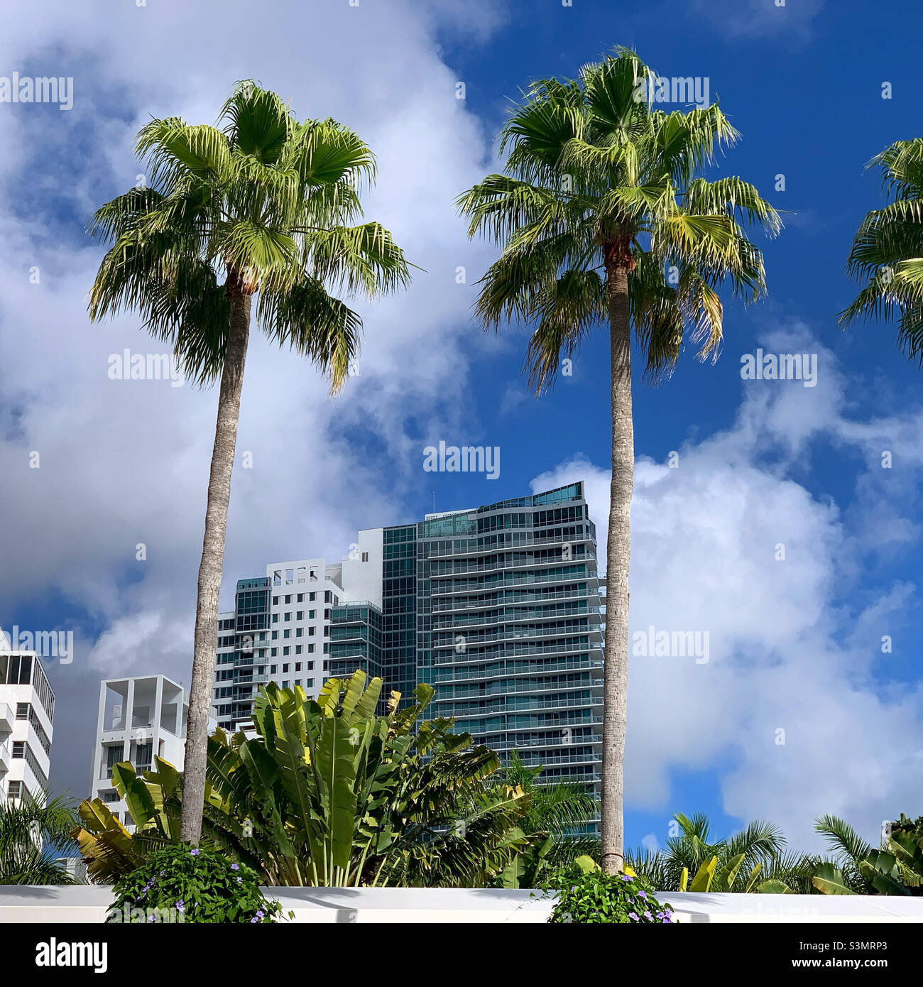 December, 2021, Palm trees and skyscrapers, South Beach, Miami Beach, Florida, United States, North America - Smartphone Captured Stock Image