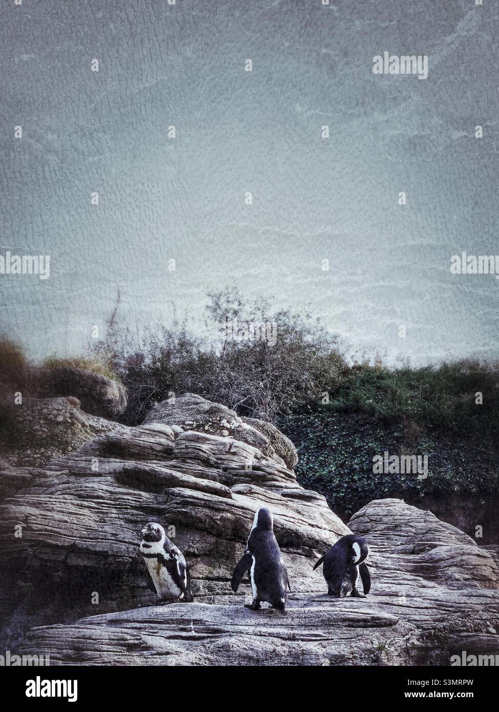 Three African black l-footed penguins in grungy effects. - Smartphone Captured Stock Image