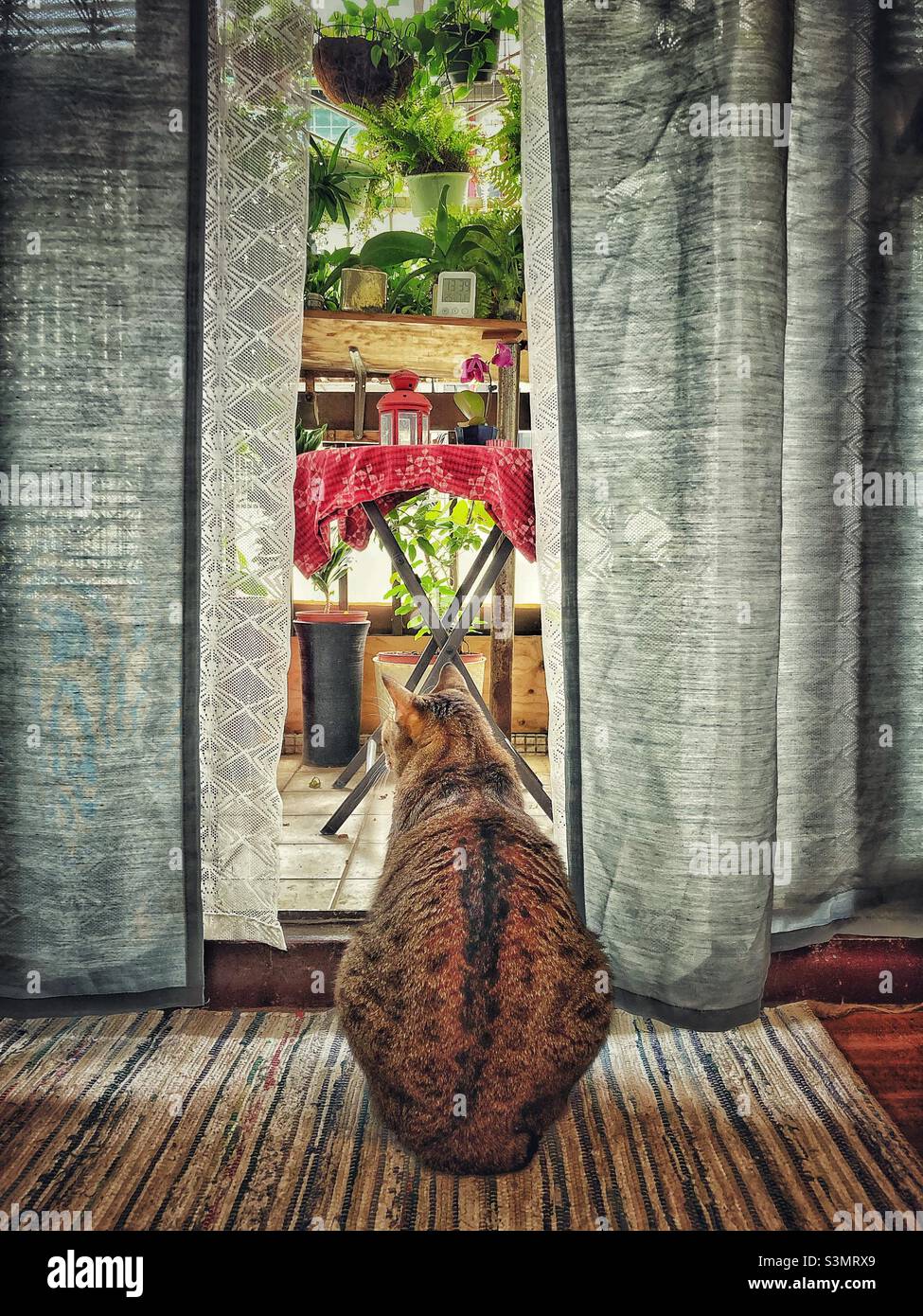 Cat sitting between curtains in door opening looking out - Smartphone Captured Stock Image