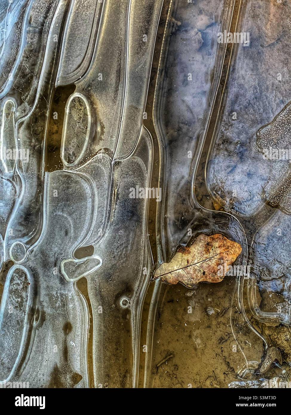 Frozen leaf on ice - Smartphone Captured Stock Image