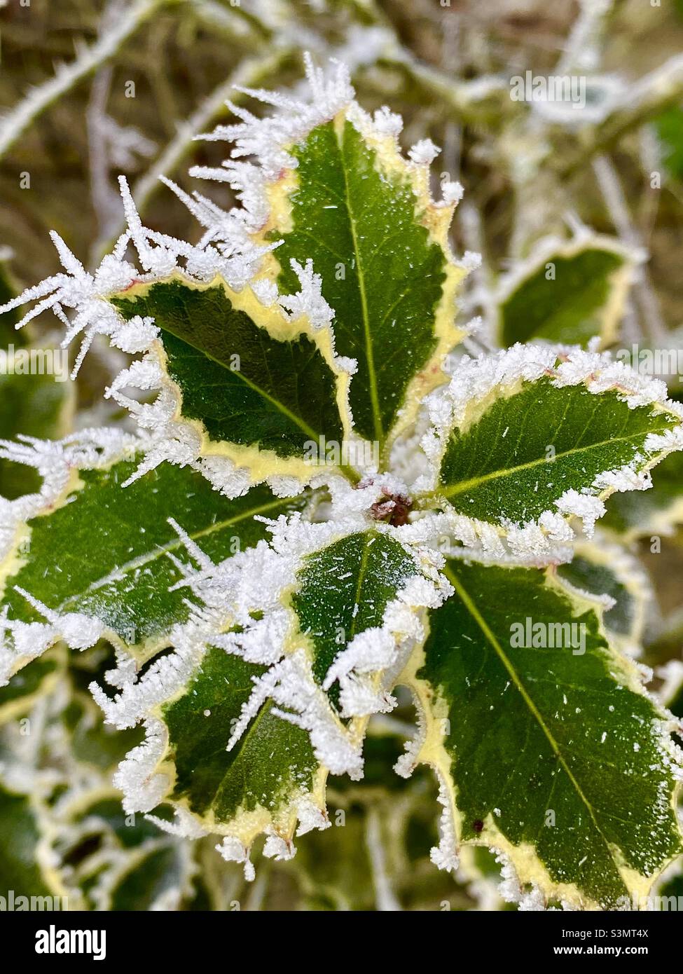 Winter garden scene - Smartphone Captured Stock Image