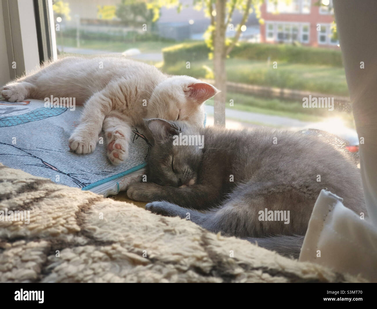 Two cute kittens napping on the sunny windowsill Stock Photo