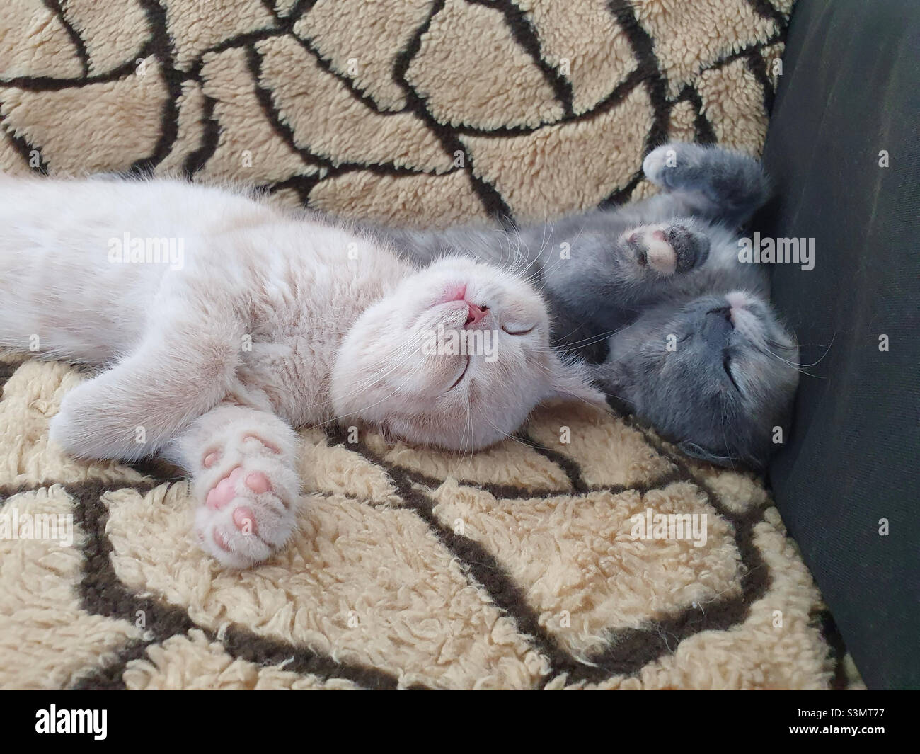 Portrait of two funny kittens napping on the sofa Stock Photo