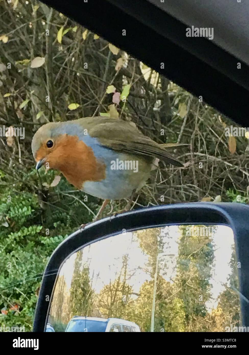 Robin looking in the car window - Smartphone Captured Stock Image