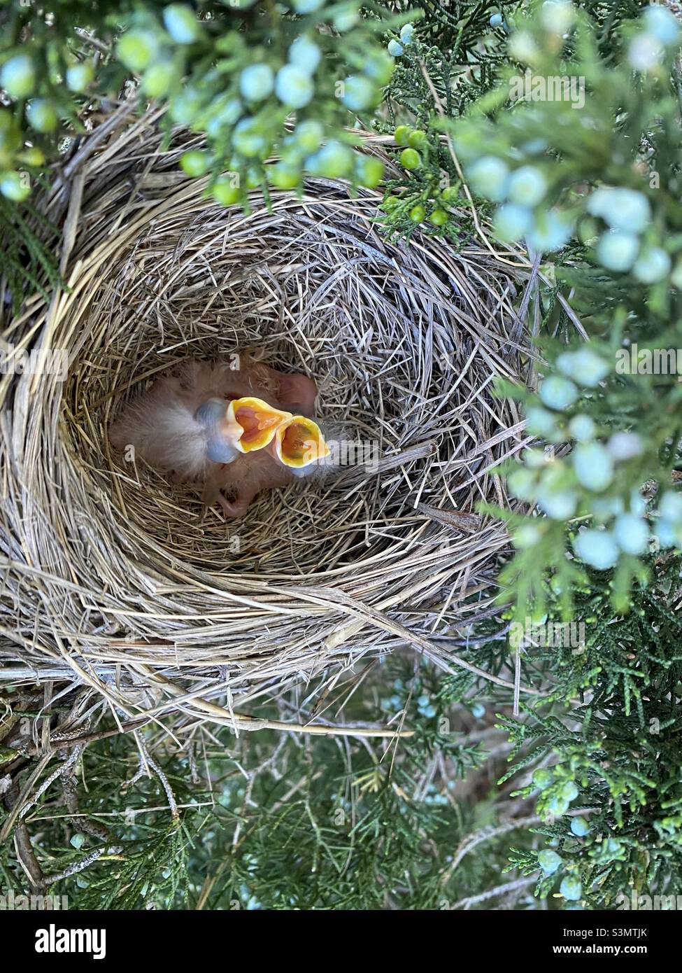 Baby robins looking for their mother! Stock Photo Alamy