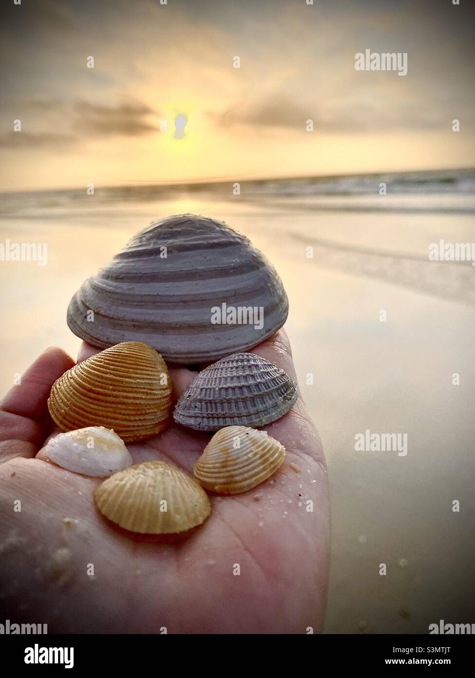 Collecting seashells at sunrise Stock Photo Alamy