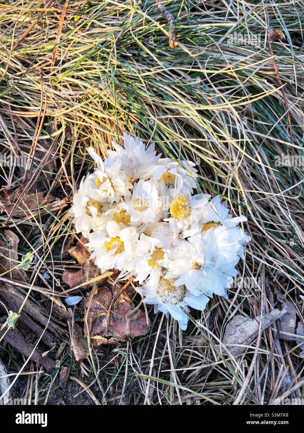 A cluster of small delicate white flowers arranged on the ground in the woods. - Smartphone Captured Stock Image
